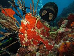 Kuredu and Komandoo Island - Maldives. Dive Centre - Frogfish and diver.